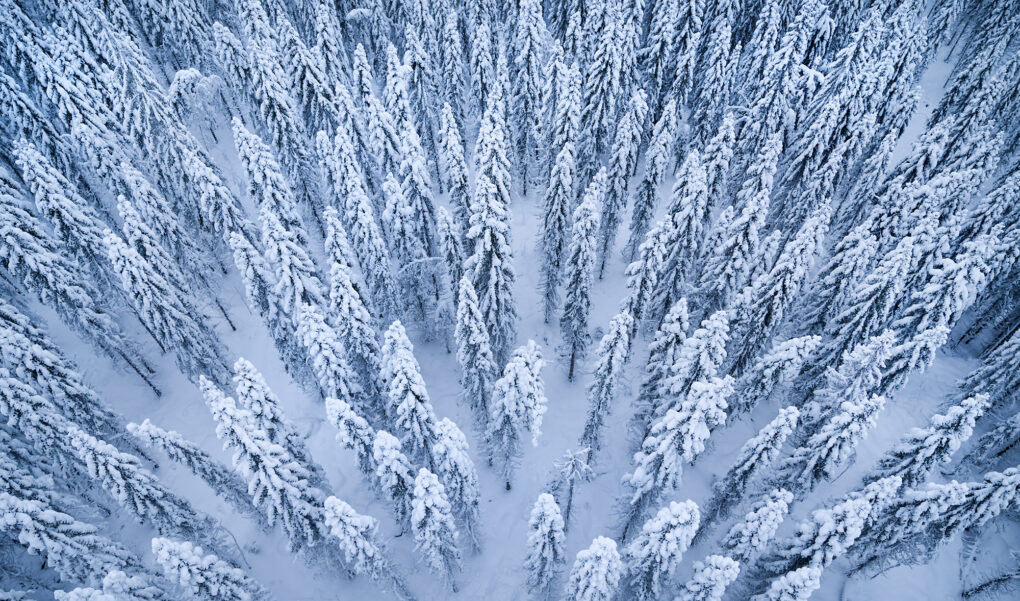 Vinterbiler i skogen för SCA