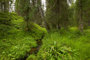 Djupt inne i Lapplands skogar.